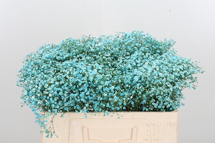 <h4>Gyps Painted Blue</h4>