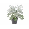 CINERARIA MARITIMA P15