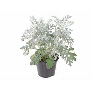 CINERARIA MARITIMA P15