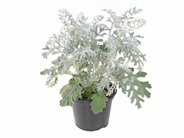 <h4>CINERARIA MARITIMA P15</h4>
