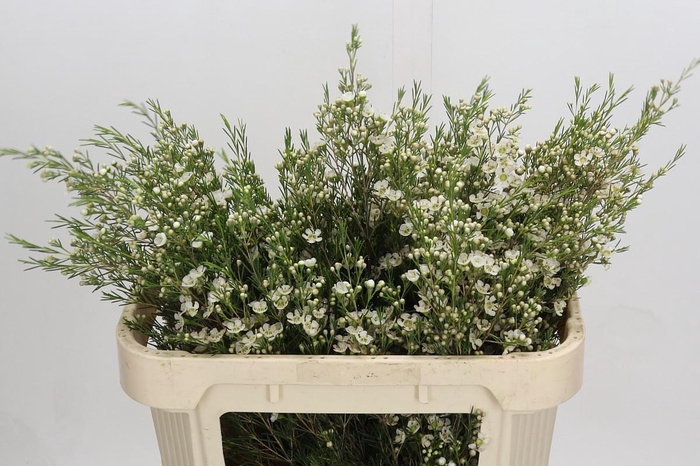 <h4>Chamelaucium Ofir</h4>