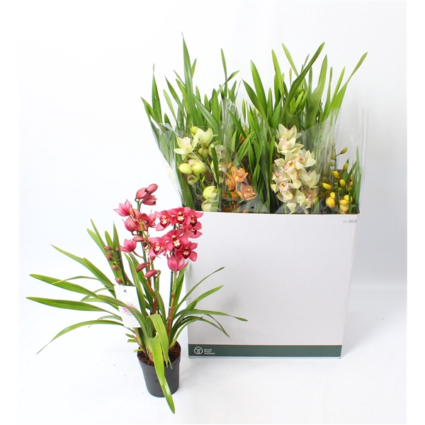 Cymbidium mix 3 tak open bloem