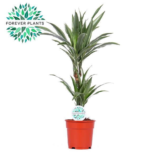 <h4>Dracaena Warneckei p17, 30+10</h4>