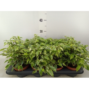 Ficus benja. 'Kinky'