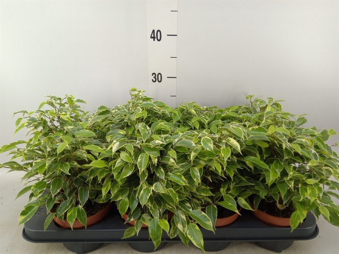 <h4>Ficus benja. 'Kinky'</h4>
