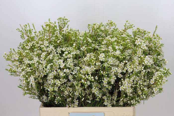 Chamelaucium Ofir