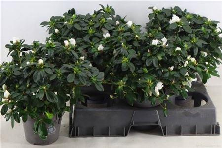 Rhodo Si Witte Vogel