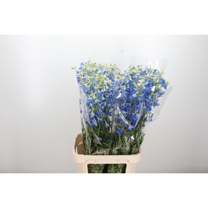 Delphinium Be Volkerfrieden