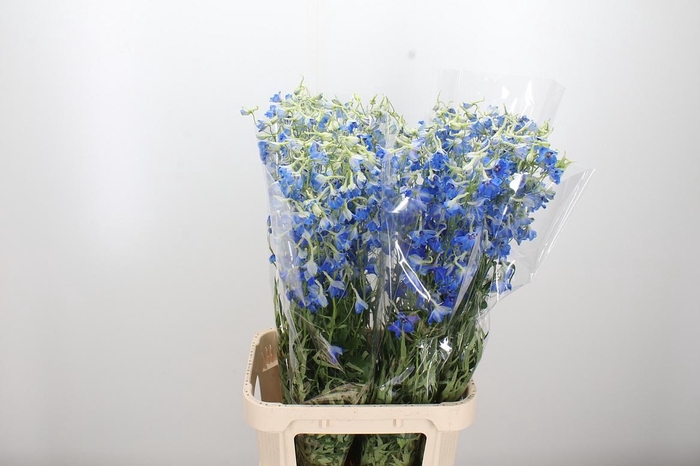 <h4>Delphinium Be Volkerfrieden</h4>