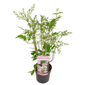 Syringa pat. 'Violet Uprising'