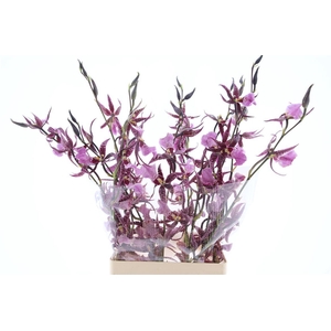 Oncidium Purple Spider L