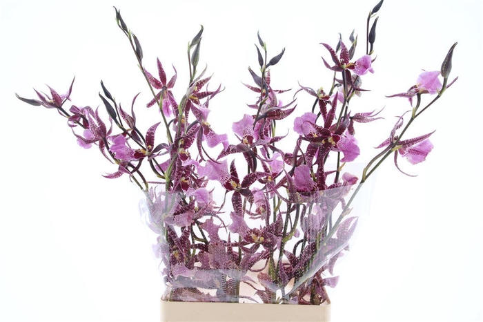 <h4>Oncidium Purple Spider L</h4>