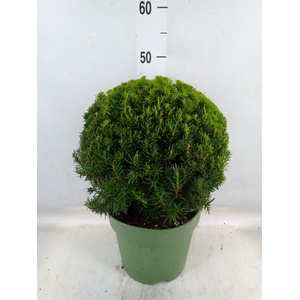Taxus   ...