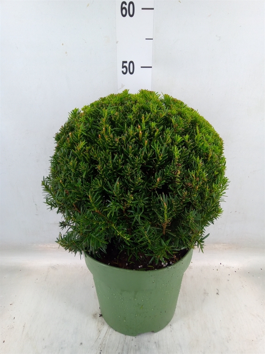 <h4>Taxus   ...</h4>