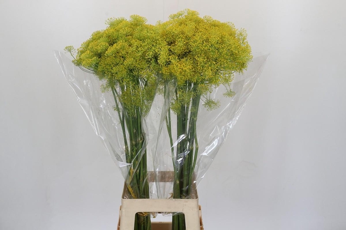 <h4>Anethum Graveolens</h4>