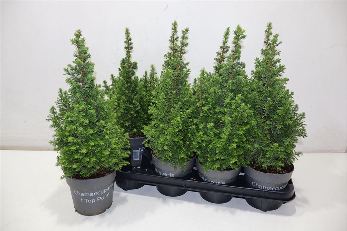 <h4>Cham Th Top Point</h4>