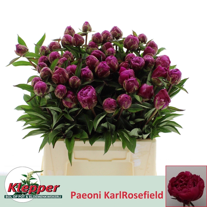 <h4>PAEO L KARL ROSENF</h4>
