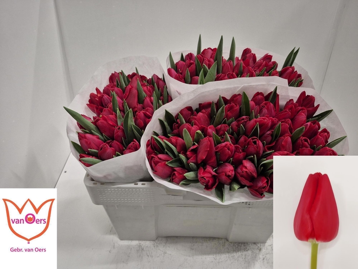 <h4>TU EN ILE DE FRANCE</h4>