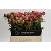 Paeonia Command Performance