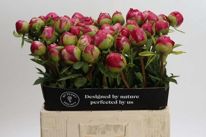 Paeonia Command Performance