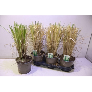 arr8 Corta Selloana White