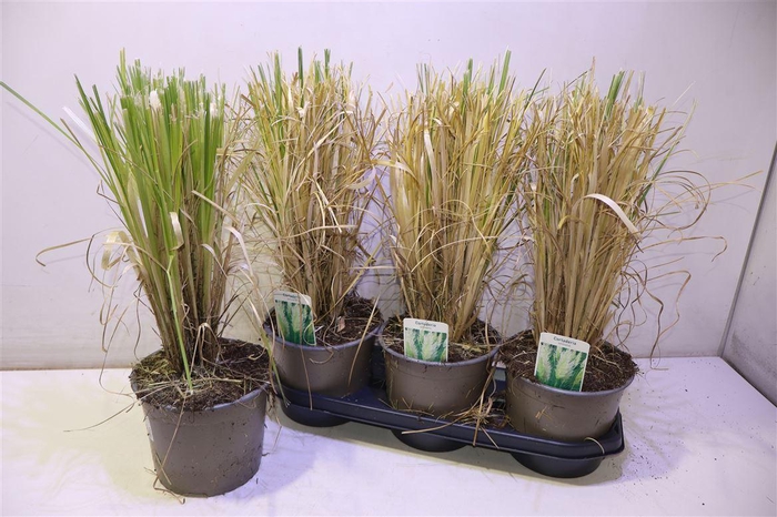 <h4>Corta Selloana White</h4>