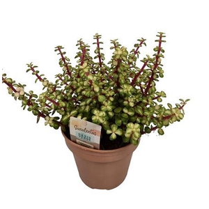 Portulacaria Afra Mediopicta - 1154