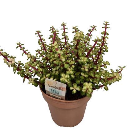 <h4>Portulacaria Afra Mediopicta - 1154</h4>
