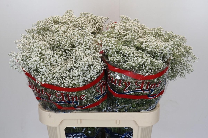 <h4>Gyps Million Stars</h4>