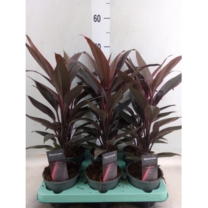 Cordyline fruti. 'Tango'