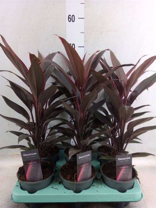 <h4>Cordyline fruti. 'Tango'</h4>
