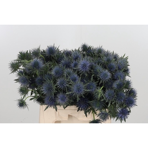 Eryng Magnetar Qstar