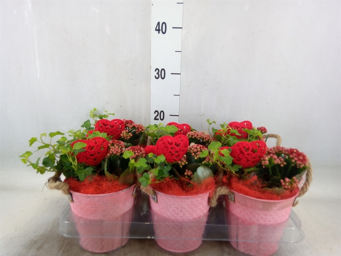 <h4>Arr.   Planten L%</h4>