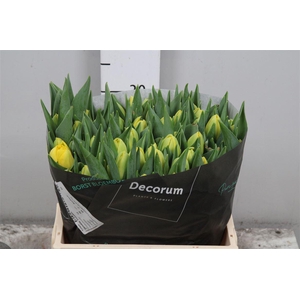 Tu Du Double Trouble