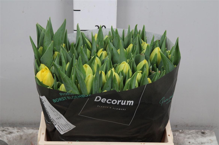 <h4>Tu Du Double Trouble</h4>