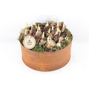 arr4 Narcis PL - Zin roest rond L