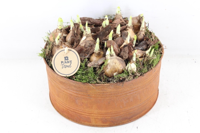 <h4>arr4 Narcis PL - Zin roest rond L</h4>