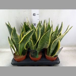Sansevieria trifa. 'Futura Superba'