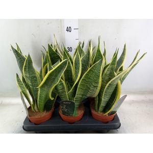 Sansevieria trifa. 'Futura Superba'