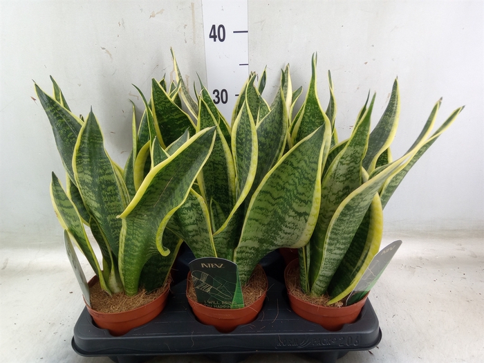 <h4>Sansevieria trifa. 'Futura Superba'</h4>