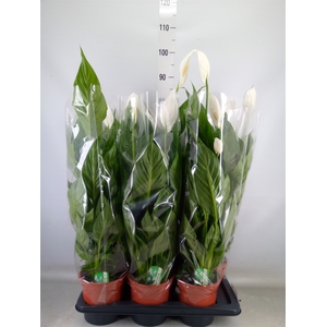 Spathiphyllum  'Verdi'