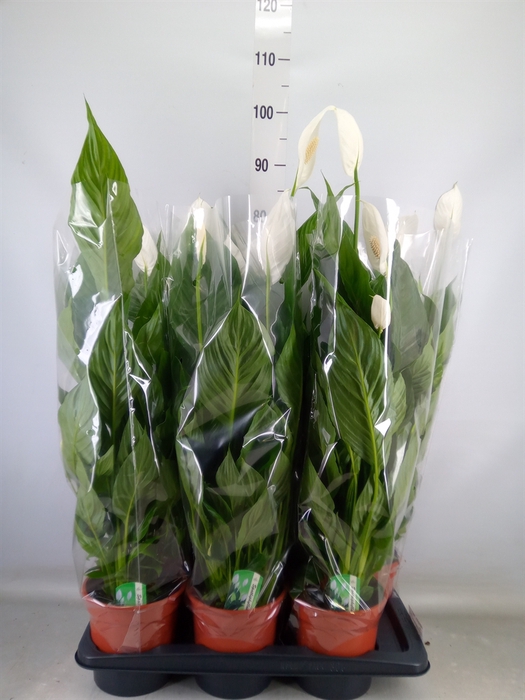 <h4>Spathiphyllum  'Verdi'</h4>