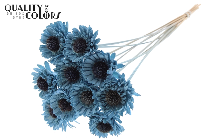 Shola Daisy Sunflower 6cm on stem Light Blue