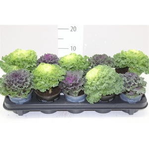 Brassica (sierkool) Gemengd