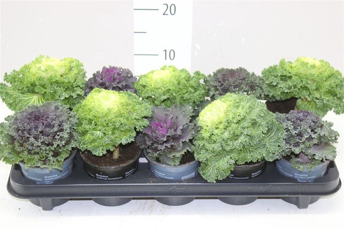 <h4>Brassica (sierkool) Gemengd</h4>