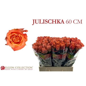 R Gr Julischka Elgon