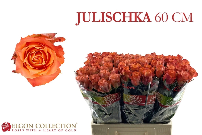 <h4>R Gr Julischka Elgon</h4>
