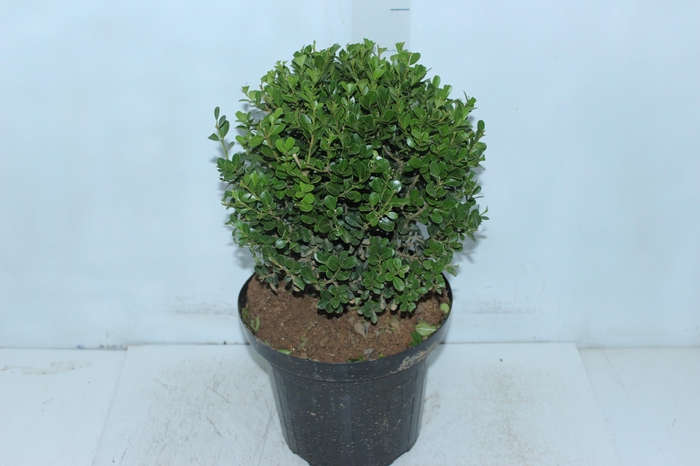 <h4>BUXINHO P24</h4>