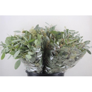 Euca Populus Berry Short 150gr P Bunch