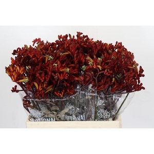 Kangaroo Paw Early Spring